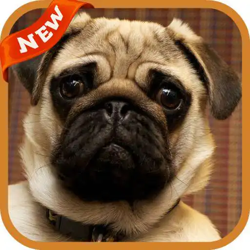 Play Pug Wallpaper APK