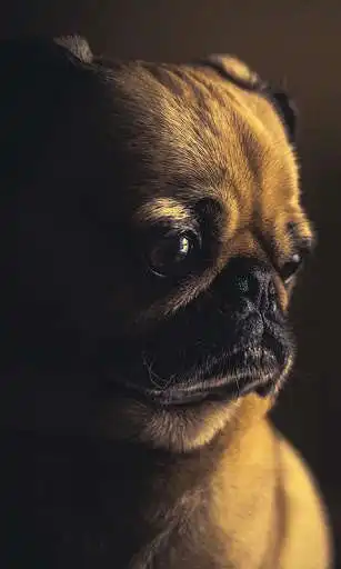 Play Pug Wallpaper  and enjoy Pug Wallpaper with UptoPlay