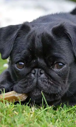 Play Pug Wallpaper as an online game Pug Wallpaper with UptoPlay