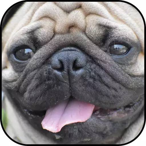 Play Pug Wallpapers APK Play Pug Wallpapers APK