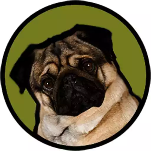 Run free android online Pugzie Cute Pug Live Wallpaper APK Run free android online Pugzie Cute Pug Live Wallpaper APK