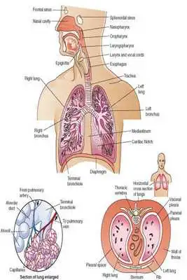 Play Pulmonology