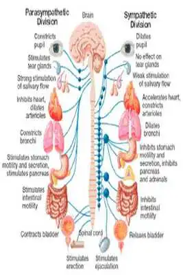 Play Pulmonology