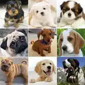 Free play online Puppies 2048 APK Free play online Puppies 2048 APK
