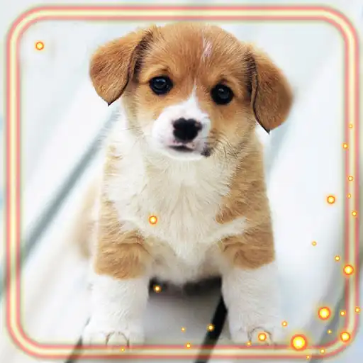 Play Puppies Friendly APK Play Puppies Friendly APK