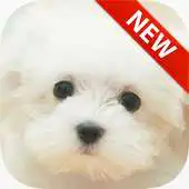 Free play online Puppies Hd Wallpapers APK