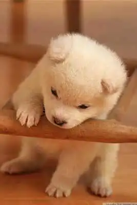 Play Puppies Hd Wallpapers