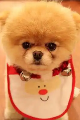 Play Puppies Hd Wallpapers