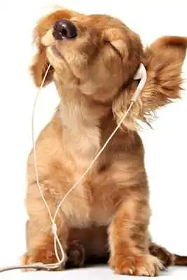 Play Puppies Hd Wallpapers