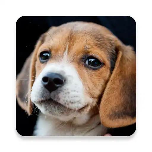 Free play online Puppies APK