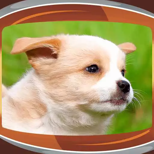 Free play online Puppies Live Wallpapers  APK