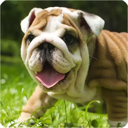 Run free android online Puppies Pitbull Live Wallpaper APK