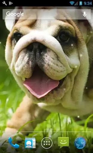 Play APK Puppies Pitbull Live Wallpaper  and enjoy Puppies Pitbull Live Wallpaper with UptoPlay com.minato.LabradorRetriever.Pitbull