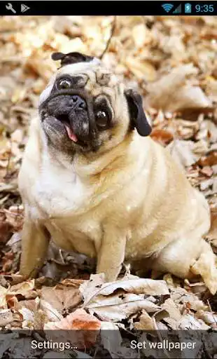 Play APK Puppies Pitbull Live Wallpaper  and enjoy Puppies Pitbull Live Wallpaper with UptoPlay com.minato.LabradorRetriever.Pitbull