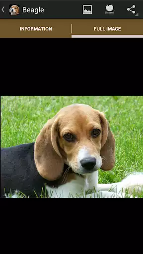 Play Puppies Play Puppies
