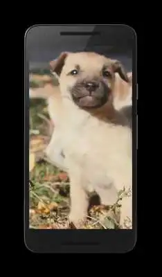 Play Puppies Video Wallpaper