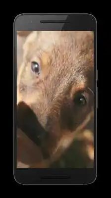 Play Puppies Video Wallpaper