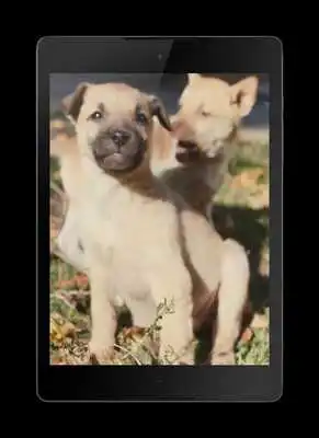 Play Puppies Video Wallpaper