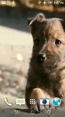 Play Puppies Video Wallpaper