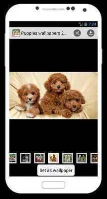 Play Puppies Wallpapers 2015