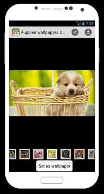 Play Puppies Wallpapers 2015