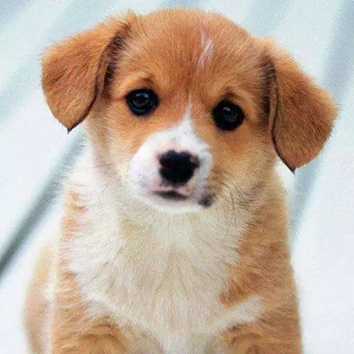 Free play online Puppies Wallpapers APK Free play online Puppies Wallpapers APK