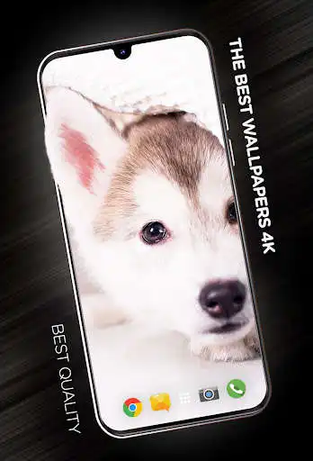 Play Puppies Wallpapers in 4K  and enjoy Puppies Wallpapers in 4K with UptoPlay