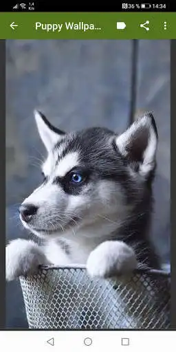 Play Puppies Wallpapers