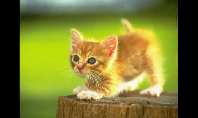 Play Puppies Wallpapers