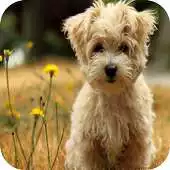 Free play online Puppy 4K Wallpaper APK