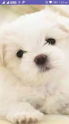 Play Puppy 4K Wallpaper