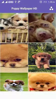 Play Puppy 4K Wallpaper