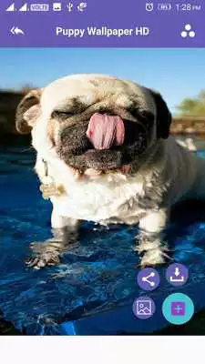 Play Puppy 4K Wallpaper
