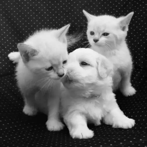 Play Puppy and Kitten Wallpapers APK Play Puppy and Kitten Wallpapers APK