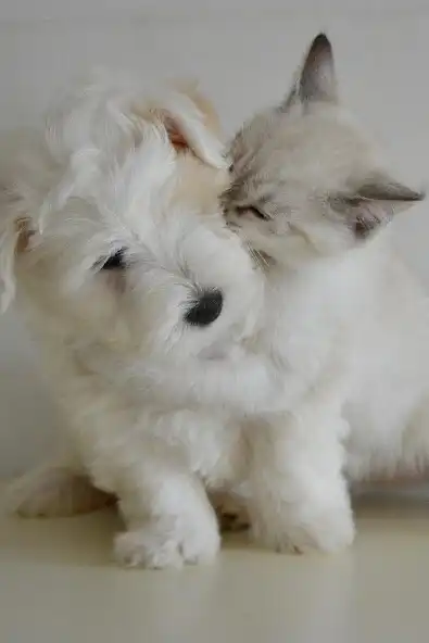 Play Puppy and Kitten Wallpapers  and enjoy Puppy and Kitten Wallpapers with UptoPlay