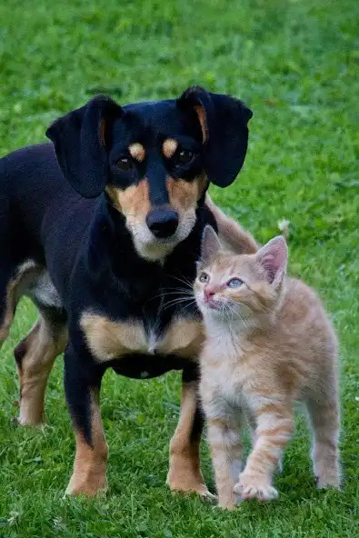 Play Puppy and Kitten Wallpapers as an online game Puppy and Kitten Wallpapers with UptoPlay