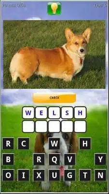 Play Puppy Dog Breeds Quiz