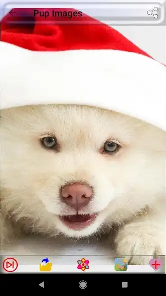 Play Puppy Dog Images  and enjoy Puppy Dog Images with UptoPlay