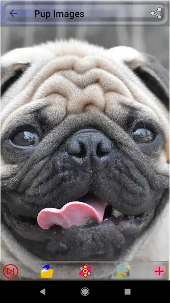 Play Puppy Dog Images as an online game Puppy Dog Images with UptoPlay