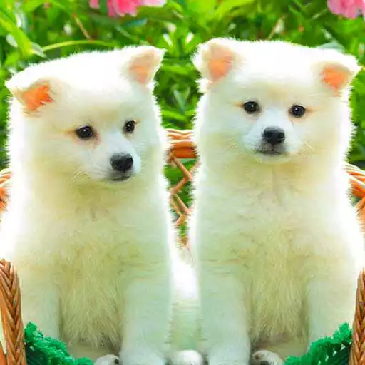 Play Puppy Dog Wallpaper HD APK Play Puppy Dog Wallpaper HD APK