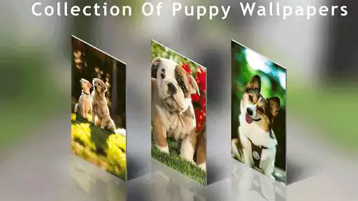 Play Puppy  Dog Wallpaper HD  and enjoy Puppy  Dog Wallpaper HD with UptoPlay