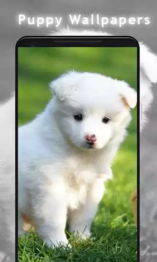 Play Puppy  Dog Wallpaper HD as an online game Puppy  Dog Wallpaper HD with UptoPlay