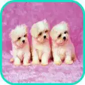 Free play online Puppy Dog Wallpaper APK Free play online Puppy Dog Wallpaper APK