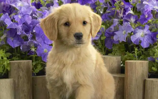 Play Puppy Dog Wallpaper