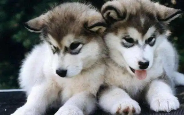 Play Puppy Dog Wallpaper