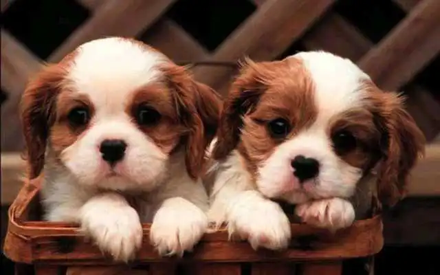 Play Puppy Dog Wallpaper