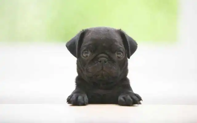 Play Puppy Dog Wallpaper