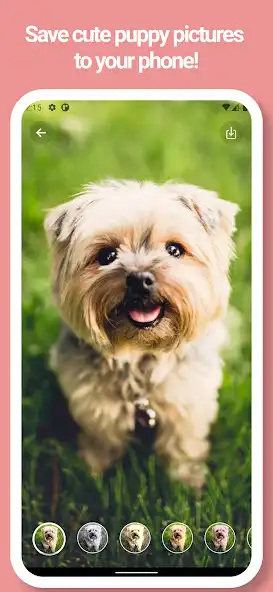 Play Puppy, Dog Wallpapers - Pictur as an online game Puppy, Dog Wallpapers - Pictur with UptoPlay