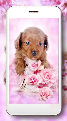 Play Puppy Friendly Glamour  and enjoy Puppy Friendly Glamour with UptoPlay