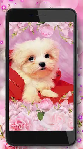 Play Puppy Friendly Glamour as an online game Puppy Friendly Glamour with UptoPlay